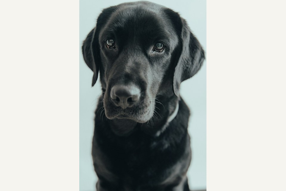 Independent Pet Clinics Saffron Walden
