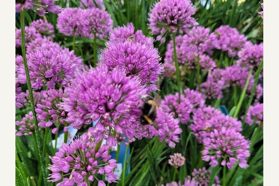 Saffron Walden Garden Centre